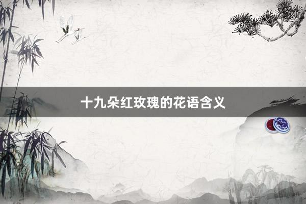 十九朵红玫瑰的花语含义